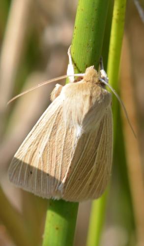Réf. 329 733 : Mythimna pallens